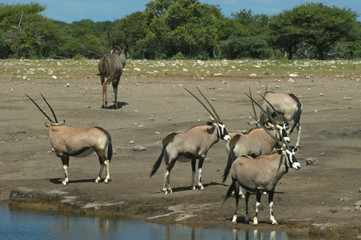 scene d'Etosha 2