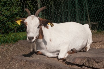 Fototapeta premium Capra