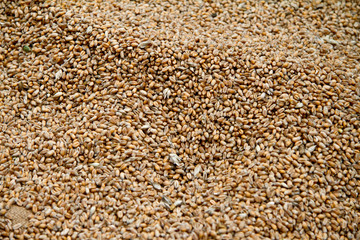Grains de blé