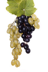 grappoli di uva bianca e nera