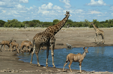 scene d'Etosha 3