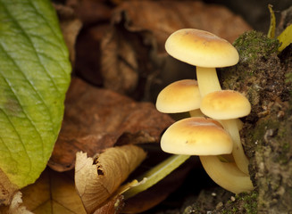 Strange Fungus