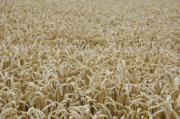 Wheat field background
