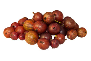 Red gooseberry