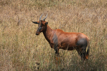 Antilope Damalisque (Damaliscus korrigum)