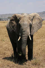 Fototapeta na wymiar Eléphant du parc Serengeti