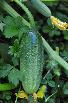 Cornichon