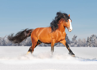 russian draft horse in winter