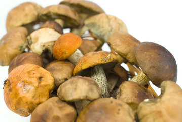 fresh mushrooms on the white background