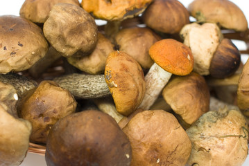 fresh mushrooms on the white background