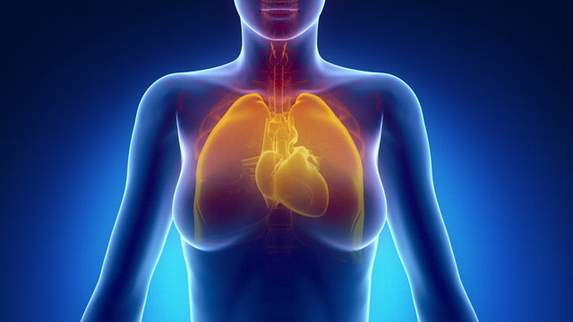 Female scan CHEST ORGANS anatomy in blue x-ray loop