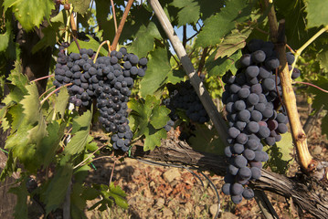 uve da vino pregiate