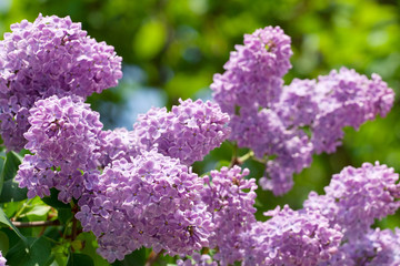 Green branch with spring lilac flowers