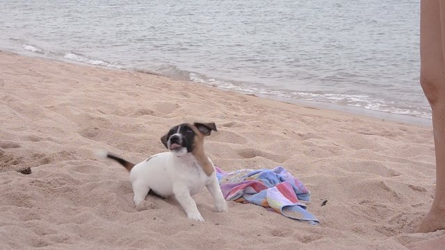 un cucciolo e un asciugamano