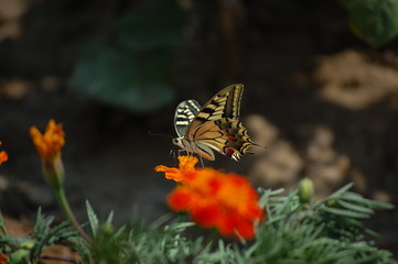 Fototapeta na wymiar farfalla