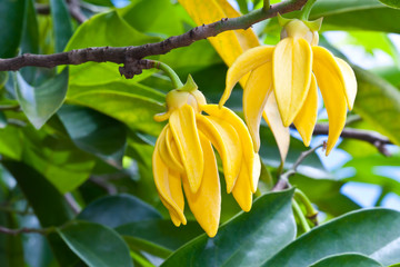Ylang-Ylang Flowers on tree