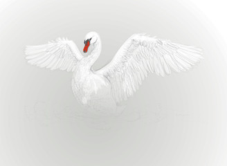 SWAN / Beautiful white bird dance