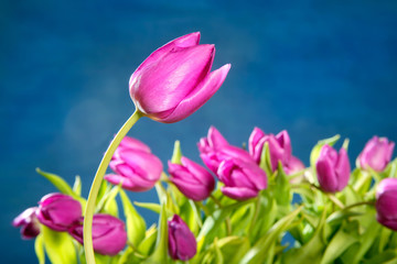 tulips pink flowers on blue studio background