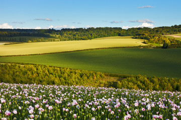 Idyllic summer landscape with poppies