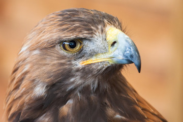 Golden eagle portrait