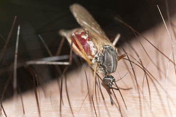 Mosquito sucking blood, extreme close up