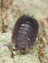 Woodlouse, extreme close-up with high magnification
