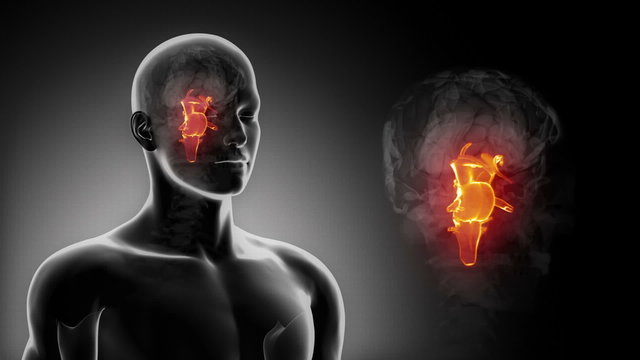 Detailed view - Male BRAIN STEM anatomy in x-ray