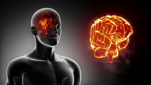 Detailed view - Male BRAIN anatomy in x-ray