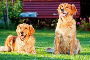 Golden Retrievers