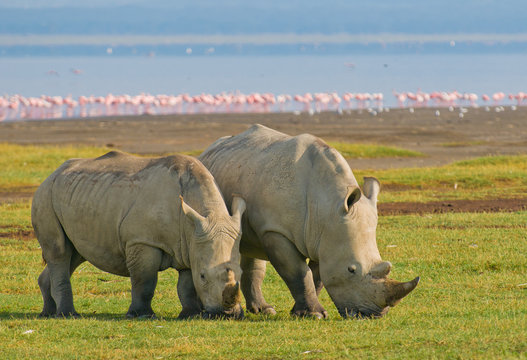 rhinos in lake nakuru national park, kenya