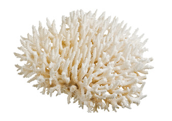 Naklejka premium coral
