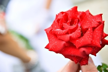 Red rose