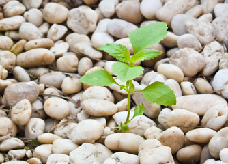 Small plant grow up on  gravel
