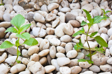 Small plant grow up on  gravel