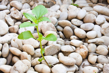 Small plant grow up on  gravel