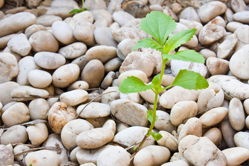 Small plant grow up on  gravel
