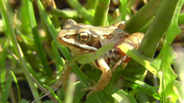Moorfrosch - Rana arvalis
