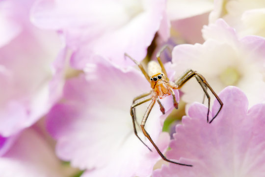 「アシナガグモ」の写真素材 48件の無料イラスト画像 Adobe Stock