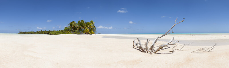 Fototapeta na wymiar Martwe drewno na białym piasku plaży panorama