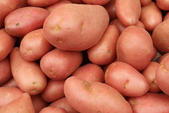 Potatos on display at the market