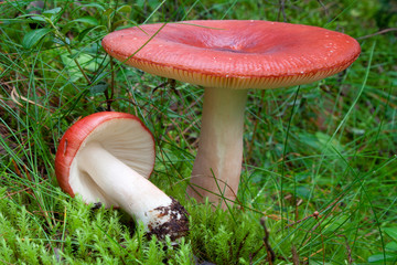 Red russula mushrooms, (russula emetica) - obrazy, fototapety, plakaty