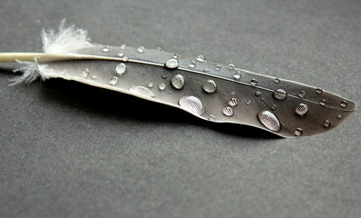 Bird feather and water drops