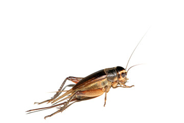 Fototapeta premium cricket nymphs