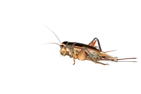 cricket nymphs