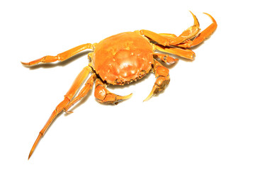 crab on a white background