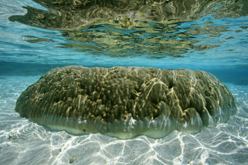 Lagune, Lagoon
