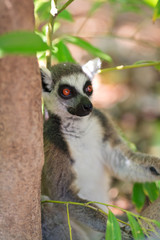 Ring-tailed lemur (lemur catta)