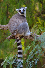 Ring-tailed lemur (lemur catta)