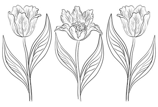 Flowers tulips, contours