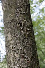 Rinde des Bergahorns